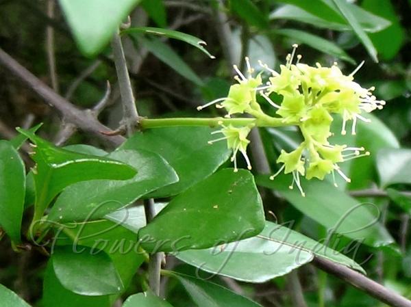 Thorny Pisonia